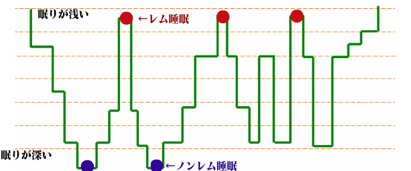 レム睡眠・ノンレム睡眠 